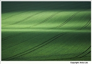 16. Field patterns Ivinghoe